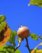 610670_web_R_K_B_by_günther gumhold_pixelio.de